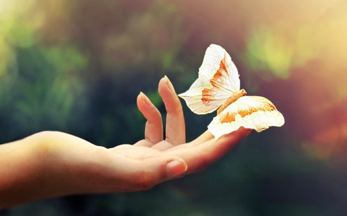butterfly_on_hand-1280x800