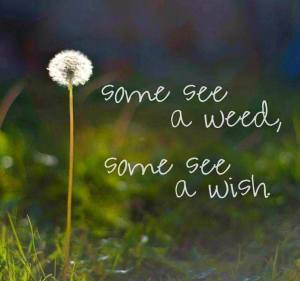 Some see weeds